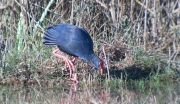 Polla blava (Porphyrio porphyrio)