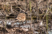 Territ variant. Calidris alpina