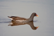 Polla d'aigua (Gallinula chloropus)