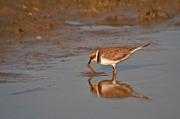 Corriol petit (Charadrius dubius)