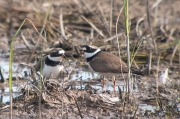 Corriol gros (Charadrius hiaticula)