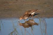 Becadell comú (Gallinago gallinago)