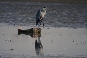 Bernat pescaire (Ardea cinerea)