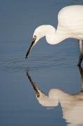 Martinet blanc (Egretta garzetta) 2de3