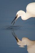 Martinet blanc (Egretta garzetta) 3de3