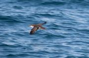 Baldriga mediterrànea (Puffinus yelkouan) 2de2