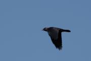 Gralla (Corvus monedula) 2de2