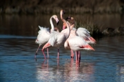 Flamenc (Phoenicopterus ruber)