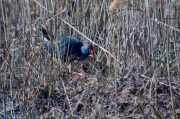 Polla blava (Porphyrio porphyrio)