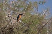 Blauet (Alcedo athis)