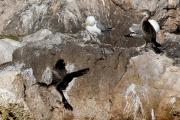 Corb marí gros (Phalacrocorax carbo) 1de3