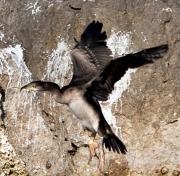 Corb marí gros (Phalacrocorax carbo) 2de3