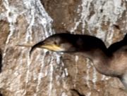 Corb marí gros (Phalacrocorax carbo) 3de3