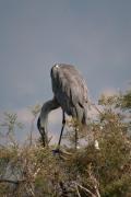 Bernat pescaire (Ardea cinerea)