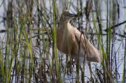 Martinet ros (Ardeola ralloides).