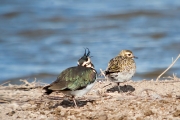 Fredeluga europea (Vanellus vanellus) i Daurada grossa (Pluvialis apricaria)