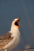 Gavià argentat (Larus cachinnans)