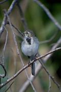 Cuereta blanca (Motacilla alba)