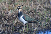 Fredeluga europea (Vanellus vanellus)