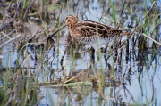 Becadell comú (Gallinago gallinago)