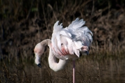 Flamenc (Phoenicopterus ruber)