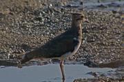 Fredeluga (Vanellus vanellus)