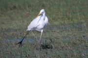 Agró blanc (Egretta alba)