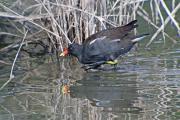 Polla d'aigua (Gallinuga chloropus)