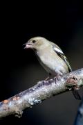 Pinsà comú (Fringilla coelebs) )