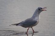 Gavina vulgar (Larus ridibundus)