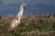 Martinet ros (Ardeola ralloides).