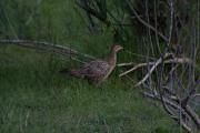 Faisá femella (Phasianus colchicus)