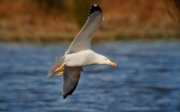 Gavià argentat (Larus michahellis)