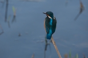 Blauet (Alcedo atthis)