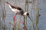 Cames llargues (Himantopus himantopus)