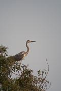 Bernat pescaire (Ardea cinerea)