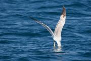 Gavià argentat (Larus cachinnans)