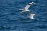 Gavià argentat (Larus cachinnans)