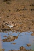 Becadell comú (Gallinago gallinago)