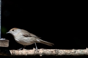 Tallarol de casquet (Sylvia atricapilla)