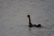 Corb marí gros ( Phalacrocorax carbo ) 1de4