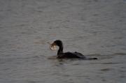 Corb marí gros ( Phalacrocorax carbo ) 3de4