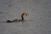 Corb marí gros ( Phalacrocorax carbo ) 4de4