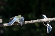 Mallarenga carbonera (Parus major)