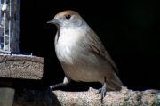 Tallarol de casquet (Sylvia atricapilla)