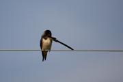 Oreneta vulgar (Hirundo rustica)  1de2