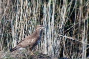 Aligot comú (Buteo buteo)