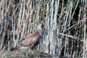 Aligot comú (Buteo buteo)