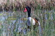 Ànec blanc (Tadorna tadorna)