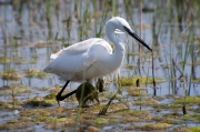 Martinet blanc (Egretta garzetta)